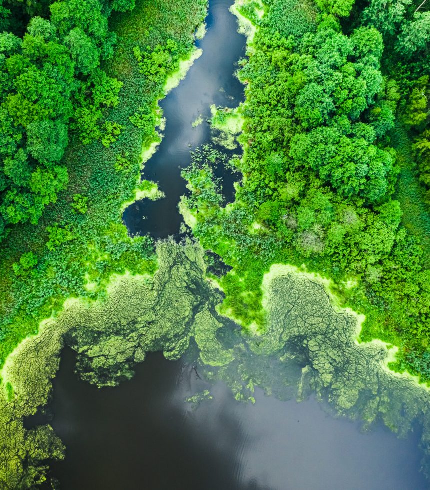 Beautiful green algae on the lake in summer, flying above